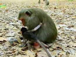 猴媽真是過分，多次收拾猴兒扔在地上，轉身離開，幸好猴兒反應快
