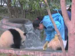 兩隻熊貓寶寶爭寵，其中一隻直接拍了奶媽腦袋，糰子：要抱抱