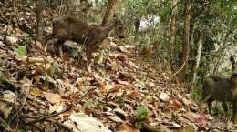 罕見！雲南龍陵首次發現近危物種緬甸斑羚 暗示了什麼？