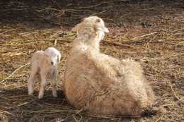 為了羊群的未來，做好母羊的產後護理並照料羊羔，方法請參考本文