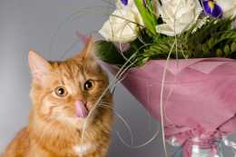 鏟屎官注意啦，家中常見的這些花卉對於貓咪有毒。