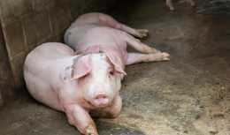 高熱病豬怎麼治療？豬高熱病的症狀與治療，養豬人要重視起來
