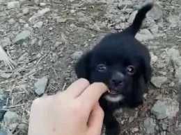 網友路邊撿了一隻黑色小奶狗, 搖頭晃尾十分可愛, 於是把它收養