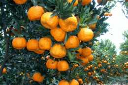 味甜可口的柑橘，怎麼樣健康種植，才不能讓果實均勻