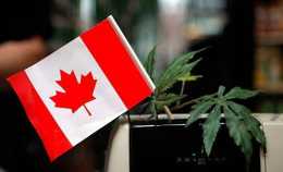 加拿大工業大麻CBD保健品流行，有效緩解疼痛、炎症……