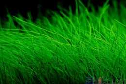 Sbike動植物百科：十大美麗的陽性水草，打造美輪美奐的頂級草缸！