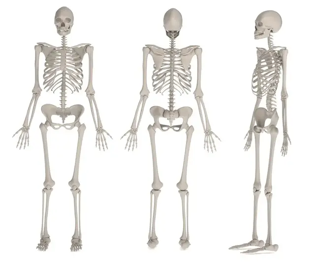 研究發現，生育或永久改變女性骨骼|科學+