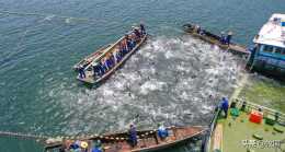 千島湖的“智慧”：一湖養出15萬噸魚，放捕鰱鱅為何能淨水？