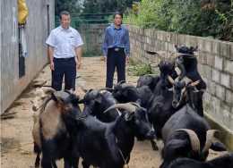農村養羊成本上漲，養殖戶如何合理地降低成本？