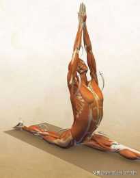 瑜伽解剖體式-神猴式
